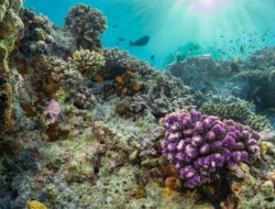 У побережья Италии обнаружили уникальный коралловый риф